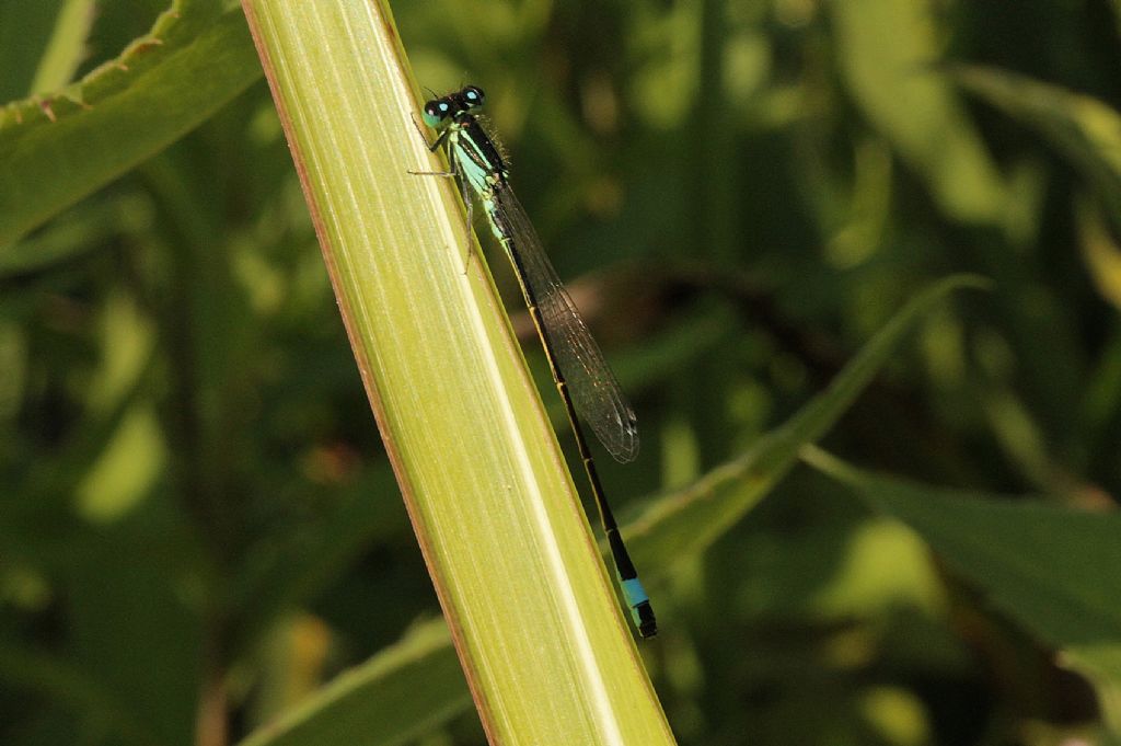 Ischnura elegans maschio?